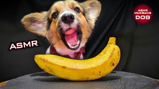 Corgi Dog Dislike Banana ASMR 🐕