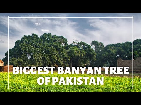 Banyan Tree Sargodha, Biggest Banyan Tree in Pakistan | 500 years Old Tree in Pakistan | PTDC