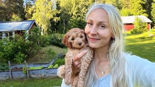A New Little Soul Has Entered My Life | Welcoming Lumi