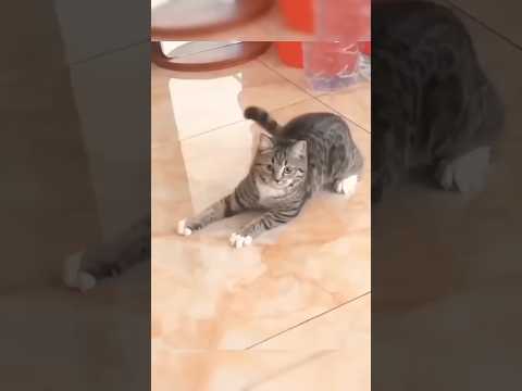 Mr Cat dance skills  #cat #cute #funny #shorts #viralshort #cute #comedy