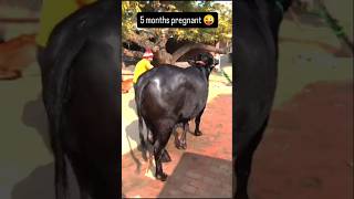 First timer jhoti 🏆💪 bajrangi lajwana se pregnant #pdfachampion