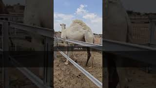 جديد مركز سليم بن شالح وشريكه لبيع جميع انواع الإبل 0538008009