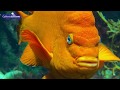Taste and Sensory Functions in Ocean Animals