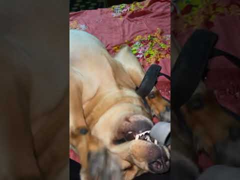 Lejaye ya nahi? #doglover #lifewithlabra #funnydog #funnylabrador #funny