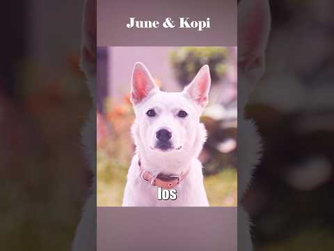 Este perro protege a la niña por el resto de su vida. #peliculas #movie #shoets