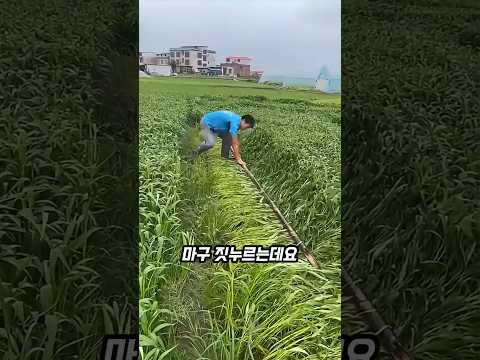 공심채 2배 수확하는 농부의 비법