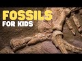 Fossils and Their Characteristics