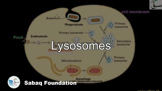 Lysosomes