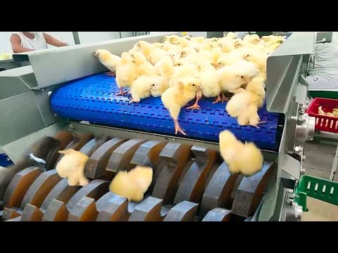 Chicken Egg Incubation Technology - Broiler Raising Method & Process - Poultry Processing Factory