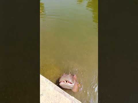 راحت الجنينه علشان تاكل السيد قشطه مخصوص وفي بقه🦛#😂