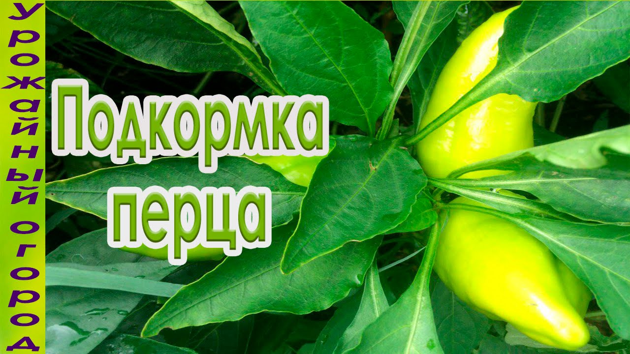 Подкормки перца во время плодоношения