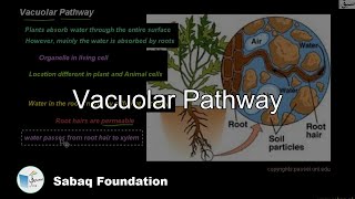 Vacuolar Pathway
