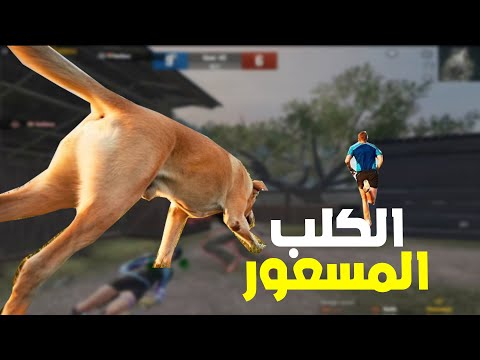 الكلب المسعور وحركة الغدر التي حصلت لي ولكن حدث شيئ 🔥😱 PUBG MOBILE