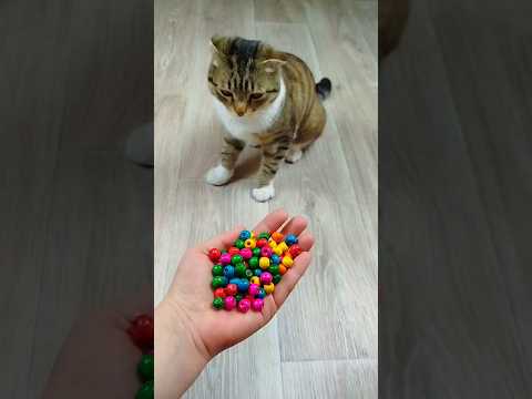 Cat Barsik Beads ๐ฟ๐ณ๐ฟ Reverse video #marblerunandmore #cat #reverse