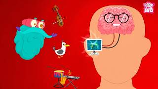 How Your Senses Work? | ¿Cómo funcionan tus sentidos? | Los cinco sentidos | El show del Dr. Binocs