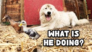 The Secret Lives of Farm Animals