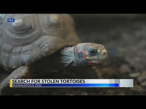 YouTube video thumbnail: Indianapolis Zoo Waited 11 Days to Report Stolen Tortoises to State Cops