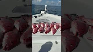Red snapper! Swamp People! #fishing #swamplife #fish #realitytvshow #swamppeople