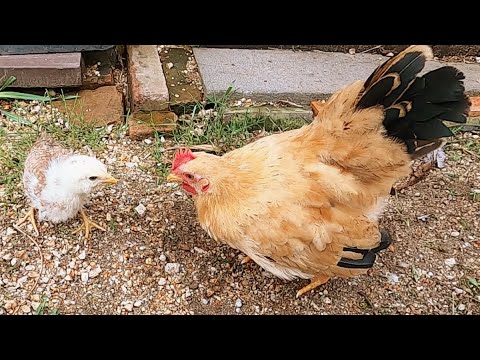 小さなひよこを鶏小屋に放り込んだ結果…【鶏飼育】 32話目