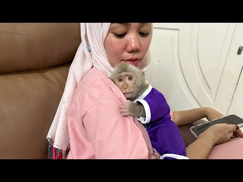 Baby Monkey Alpha doesn't want to be left behind by Mommy's who wants to buy food