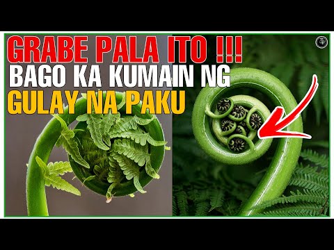 GRABE PALA ANG EPEKTO SA ATING KATAWAN NG GULAY NA PAKO o FERN | BHES TV