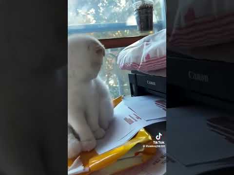 cats vs. snacks crazy cats