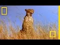 Cheetah Cubs and Their Adventures