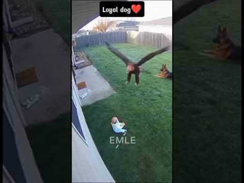 Brave Dog Protects Baby – Heartwarming