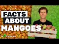 Mangoes: Symbolism, Trade, and Nutrition