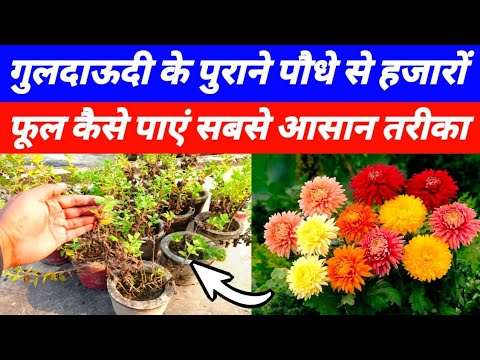 गुलदाऊदी के पुराने पौधे से हजारों फूल पाने का तरीका | Guldaudi plant repotting | Chrysanthemum plant