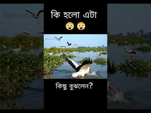 কে কাকে খাচ্ছে #sarok #fish #shorts