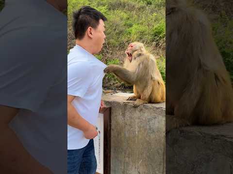 Silence is better than words here. 🐒🐒What is their relationship and what are they doing?