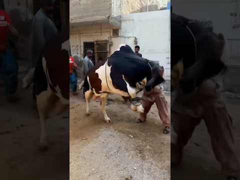#qurbani2025#trending #cowmandi#shorts#cow#funny#viral#cowvideos#cowqurbani#viralshorts #fareedinfox