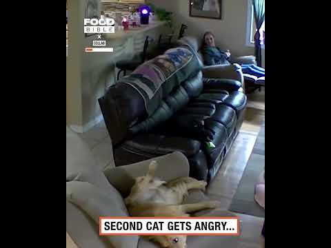 Boy accidentally step on cat and this happen #cat vs #dog #youtubeshorts #funny #comedyvideos