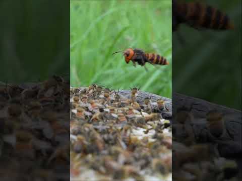 Western Honeybees vs. Giant Hornet: A Brave Defense Battle