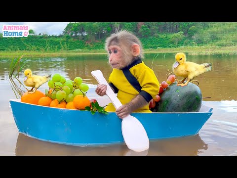 Farmer BiBi takes ducklings to pick fruit