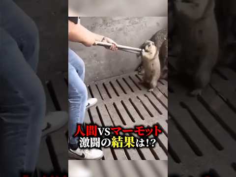 【必見】人間vsマーモット激闘の結果！#おもしろ #動物 #マーモット