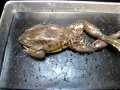Frog Anatomy and Physiology