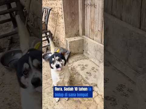 Anjing Ini Menolak Pergi dari Rumah Kosong Selama 10 Tahun #shortvideo