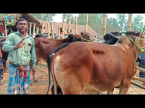 @ সোমবার ১০ মার্চ"২৫|| চাহিদা সম্পন্ন কুরবানির দাঁতালো ষাঁড় গরুর কেনা-বেচা দিনাজপুরের আমবাড়ী হাটে||