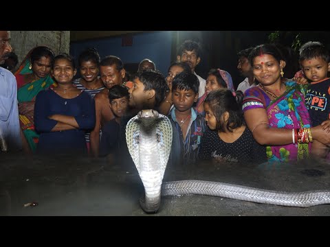 घर के अंदर मिला छोटा सा कोबरा साँप लॉग ह्यू हेयरन I Small Indian Cobra snake Found Inside The House