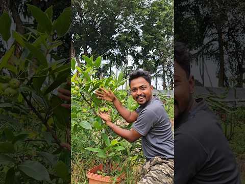 সারাদিন বাড়ির গাছের ফল খেতে হবে | 🍏🍉 | #minivlog #vlog #banglavlog