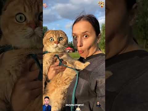 Cats look like their owners 🥰🤣 #catlovers #catshorts#funnycats #funnyanimals