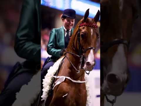 El American Saddlebred