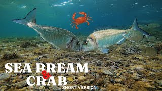UNDERWATER FISHING: Gilt Head SEA BREAM Eats Crab & Mussels (4k) -  EP2 (SHORT VERSION)