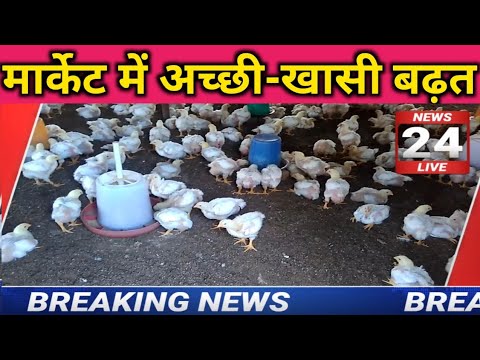 20 july | Poultry rate today | broilers poultry rates | chicken rates today | murga mandi rates