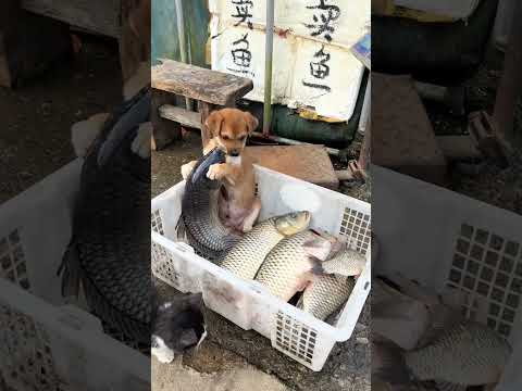 The first time I saw a dog selling fish, cute pet debut plan, dog, Golden Sun original