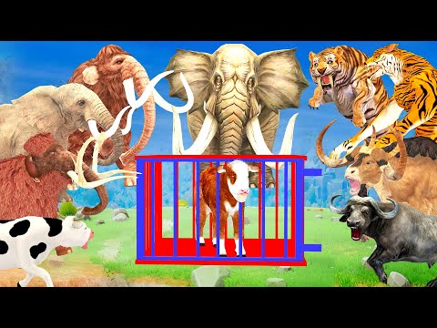 5 Giant Mammoth Elephant Cow vs 5 Giant Bull Tiger Wolf Attack Cow Baby Saved by Woolly Mammoth