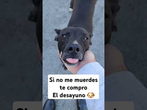 Si no me muerdes te compro la cena #PuertoVallarta ๐ถ#AmonosALV ๐ #perros #perrocallejero #perritos