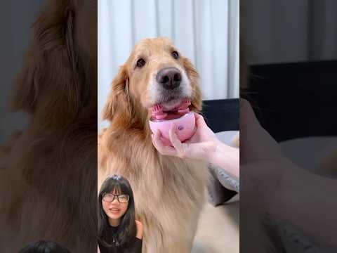 GUKGUK WANTS A MASSAGE TOO :) #shorts #funny #cutedog #fyp